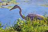 Heron On The Shore_22171